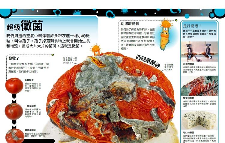 <img src="The Bacteria Book-09.jpg" alt="超級黴菌">