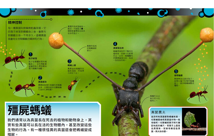 <img src="The Bacteria Book-10.jpg" alt="殭屍螞蟻 ">