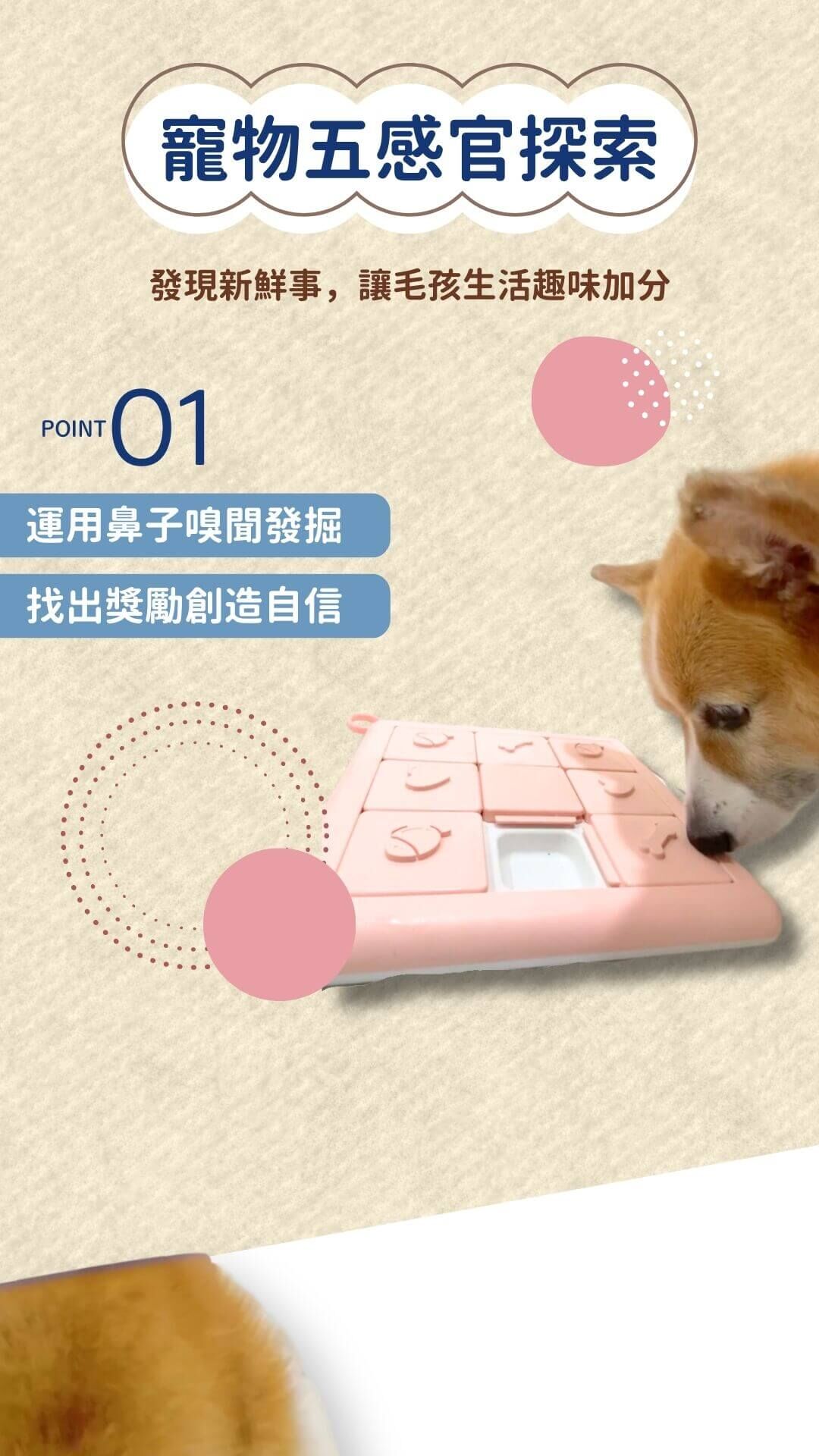 柯基犬用鼻子推動寵物益智玩具