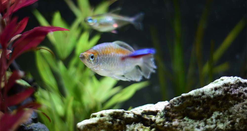 高密度過濾 水質清澈見效