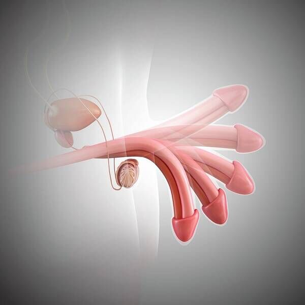 pennis ejection control