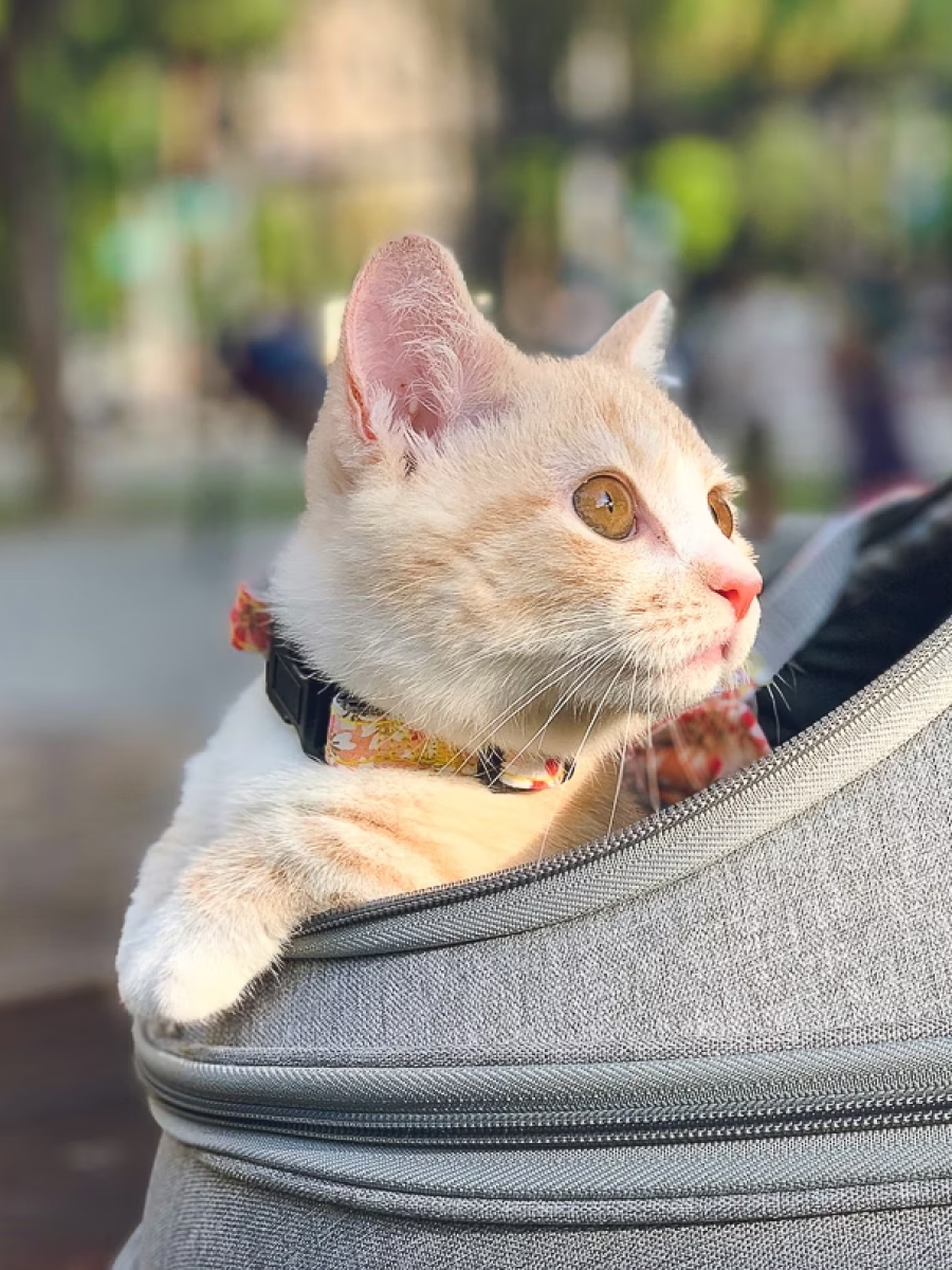 【小宅生活 Housmall Living】EGGY小宅包｜玫瑰淡粉