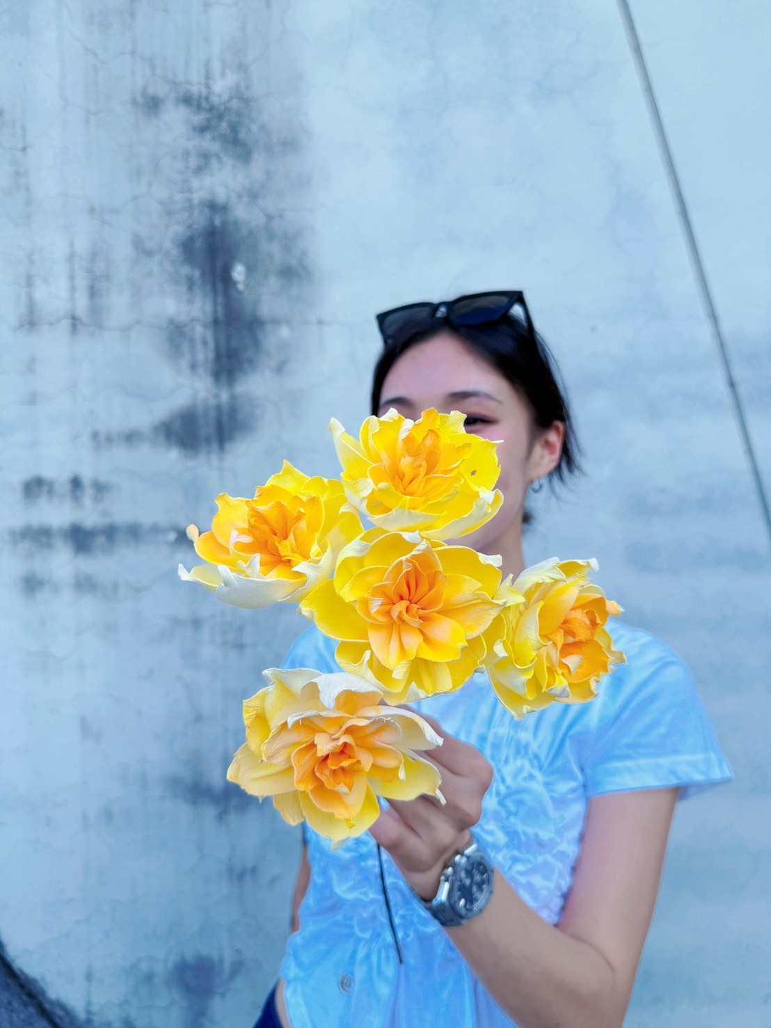 乾燥虎頭茉莉索拉