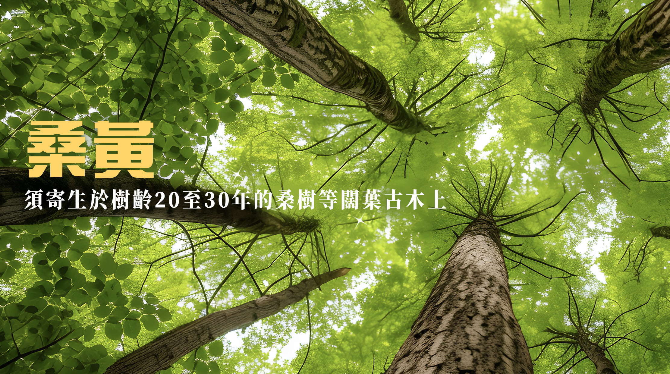 桑黃（學名: Phellinus linteus）早在江戶時代（約200年前）已有記載。由於難以人工培育，必須寄生於樹齡20至30年的桑樹等闊葉古木上，加上對生長環境條件極為講究，每年增長僅不到一公分，因此有「森林黃金」與「夢幻菇蕈」之稱。