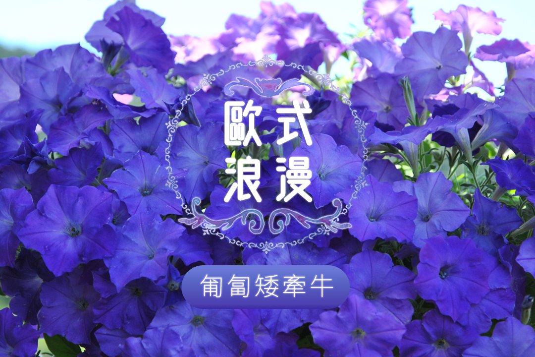 「歐式浪漫」匍匐矮牽牛