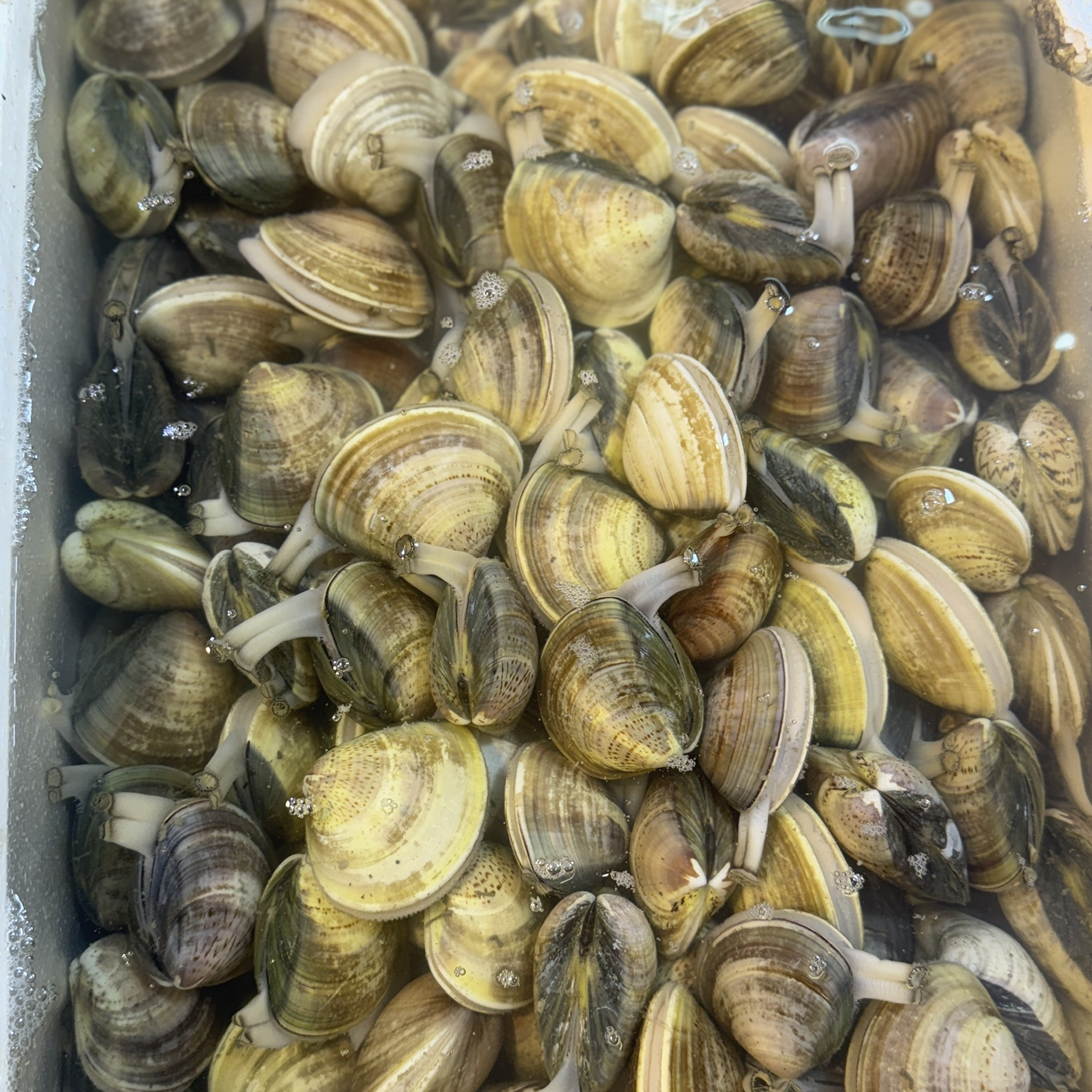 沙白 | 炒蜆 / 楊屋道街市海鮮檔 / 菲律賓或泰國 / 每份