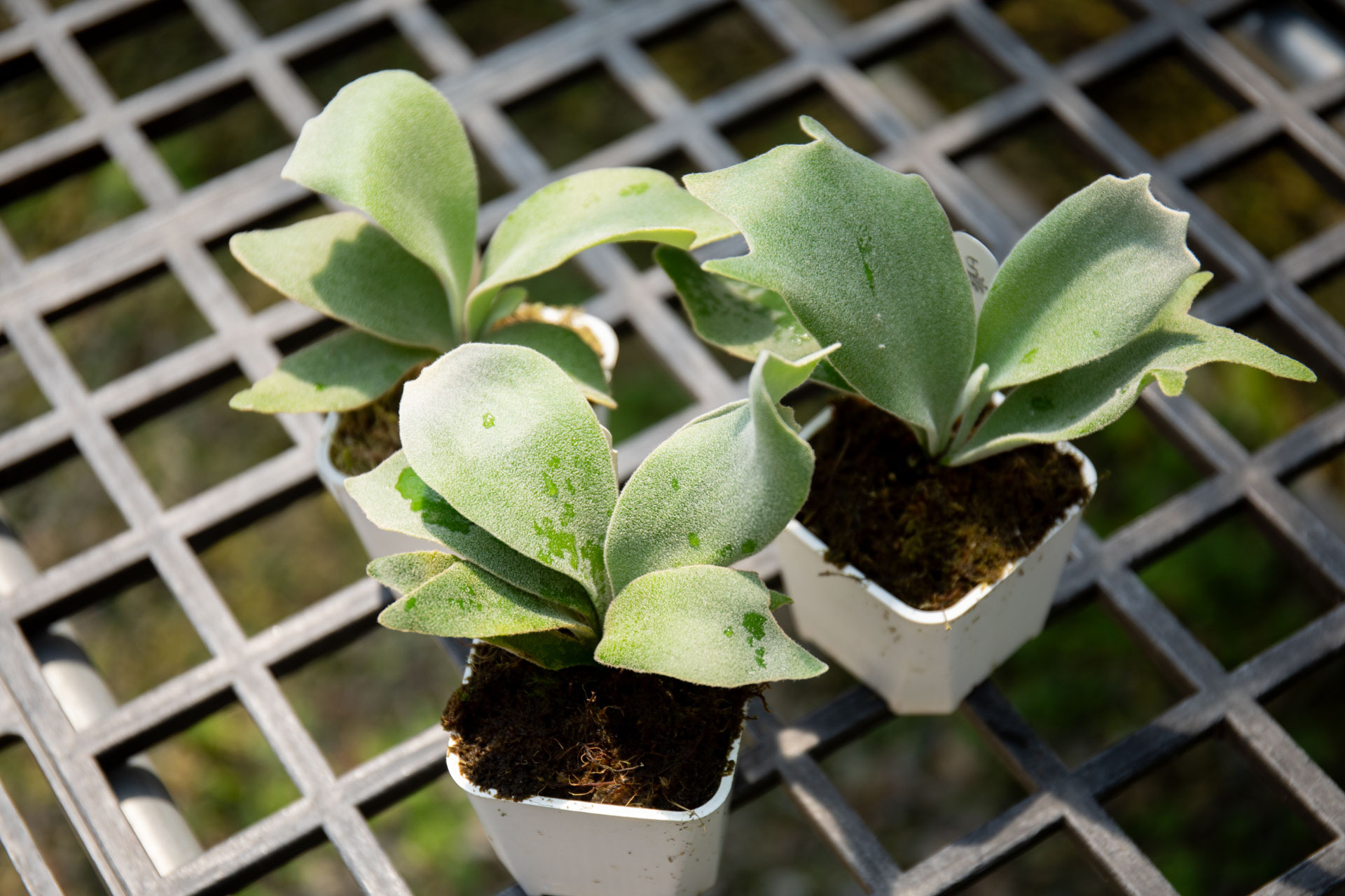 P.willinckii Anapat 1 sporeling