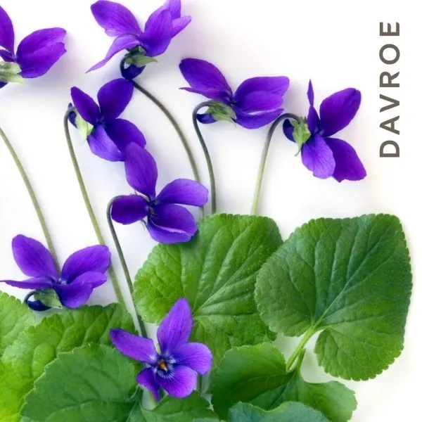 DAVROE 淨白勻色調理洗髮露