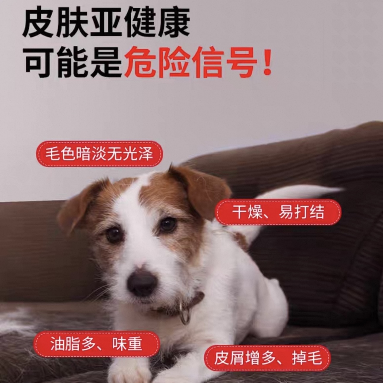 湃特安琪儿  茶树油宠物浴波 犬猫通用250ml