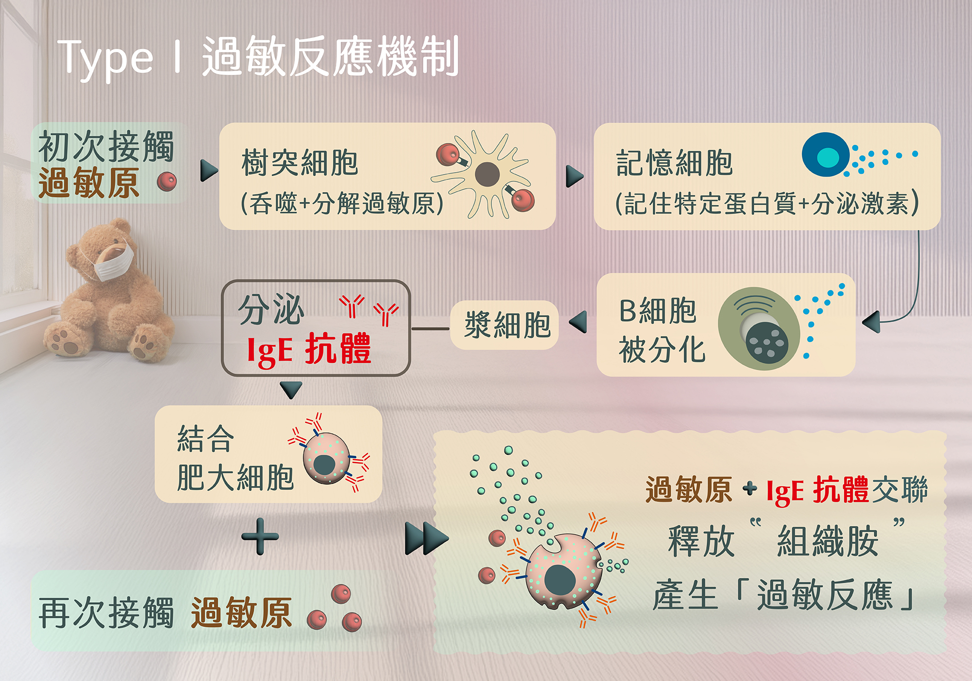 過敏反應機制,IgE抗體作用,組織胺釋放,肥大細胞活化,過敏症狀產生