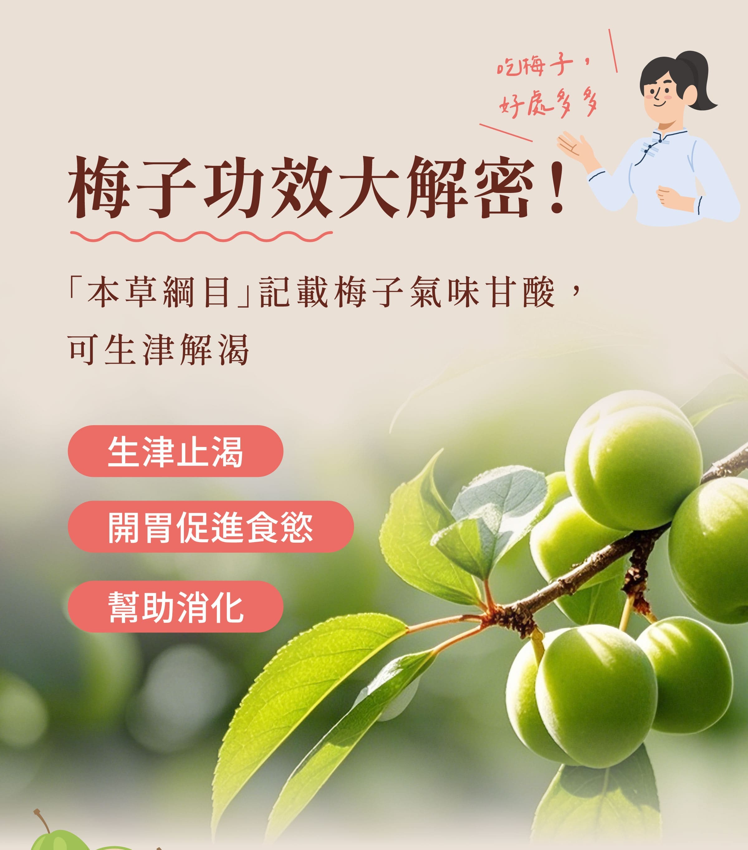 登義甘甜梅肉原料梅子的功效