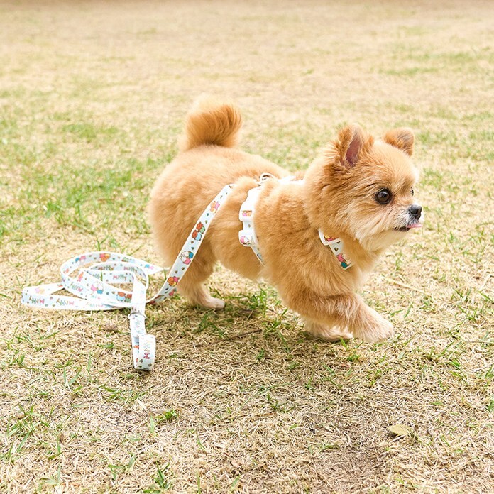 Noutti Miffy 好朋友牽繩