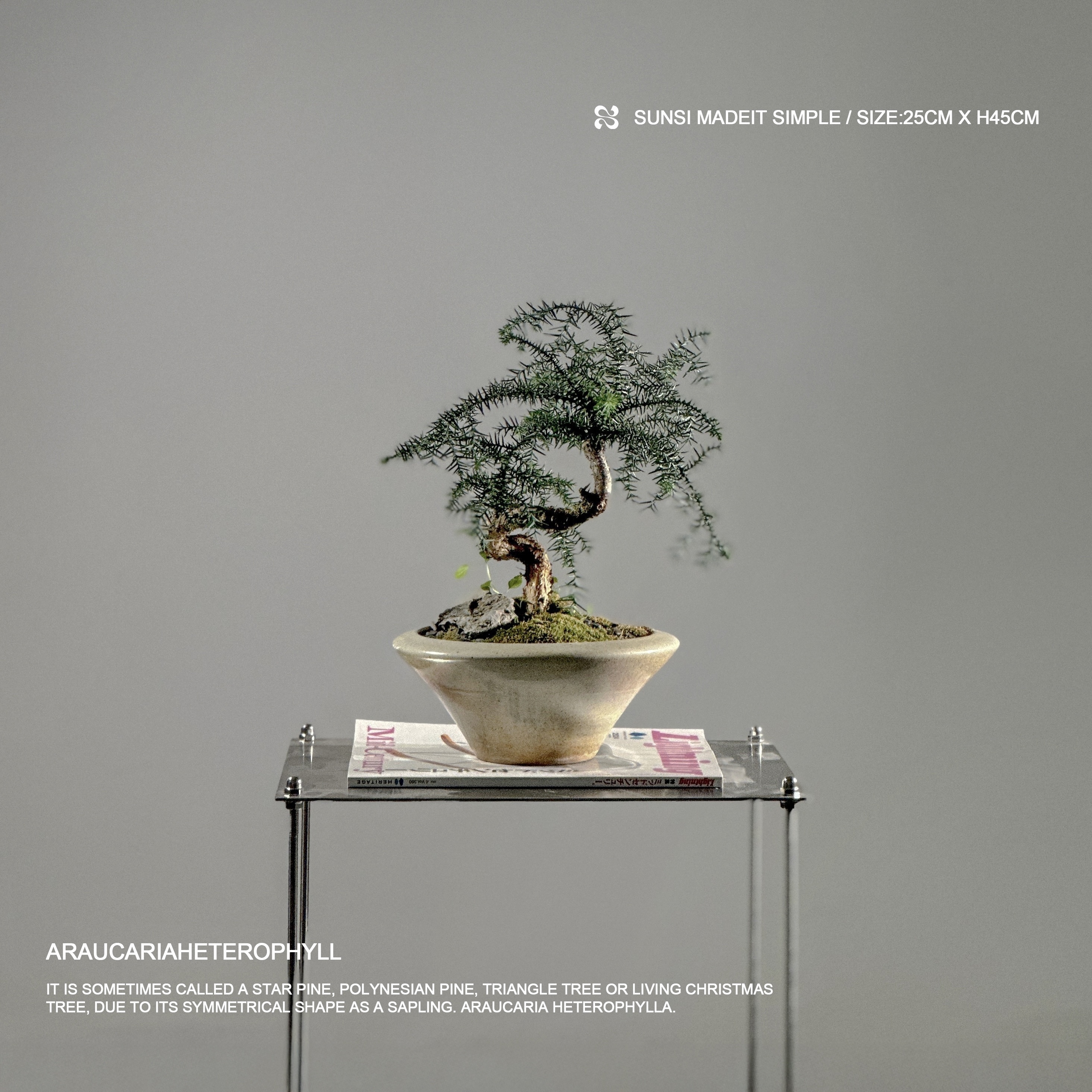 Araucariaheterophyll  - 澳洲杉