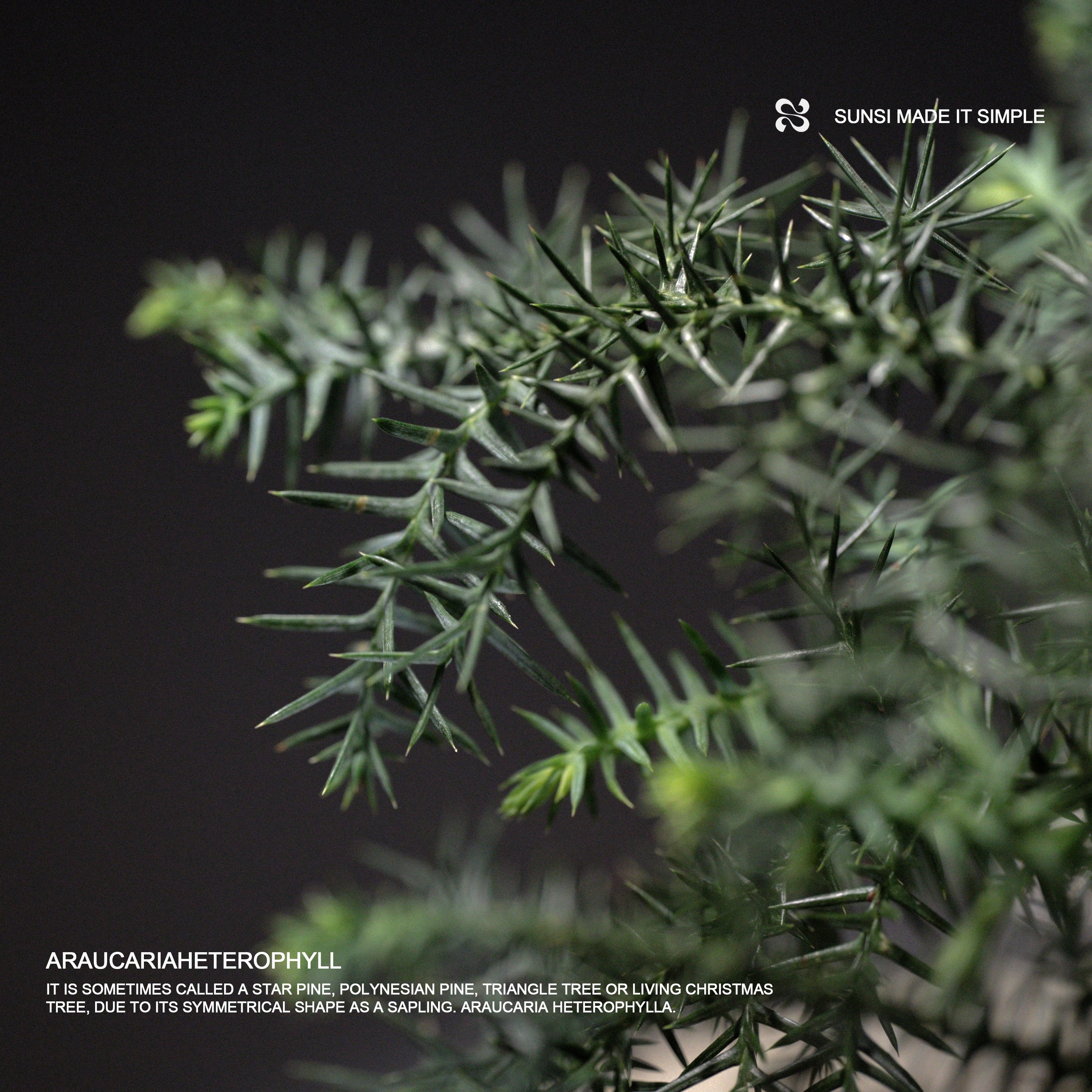 Araucariaheterophyll  - 澳洲杉