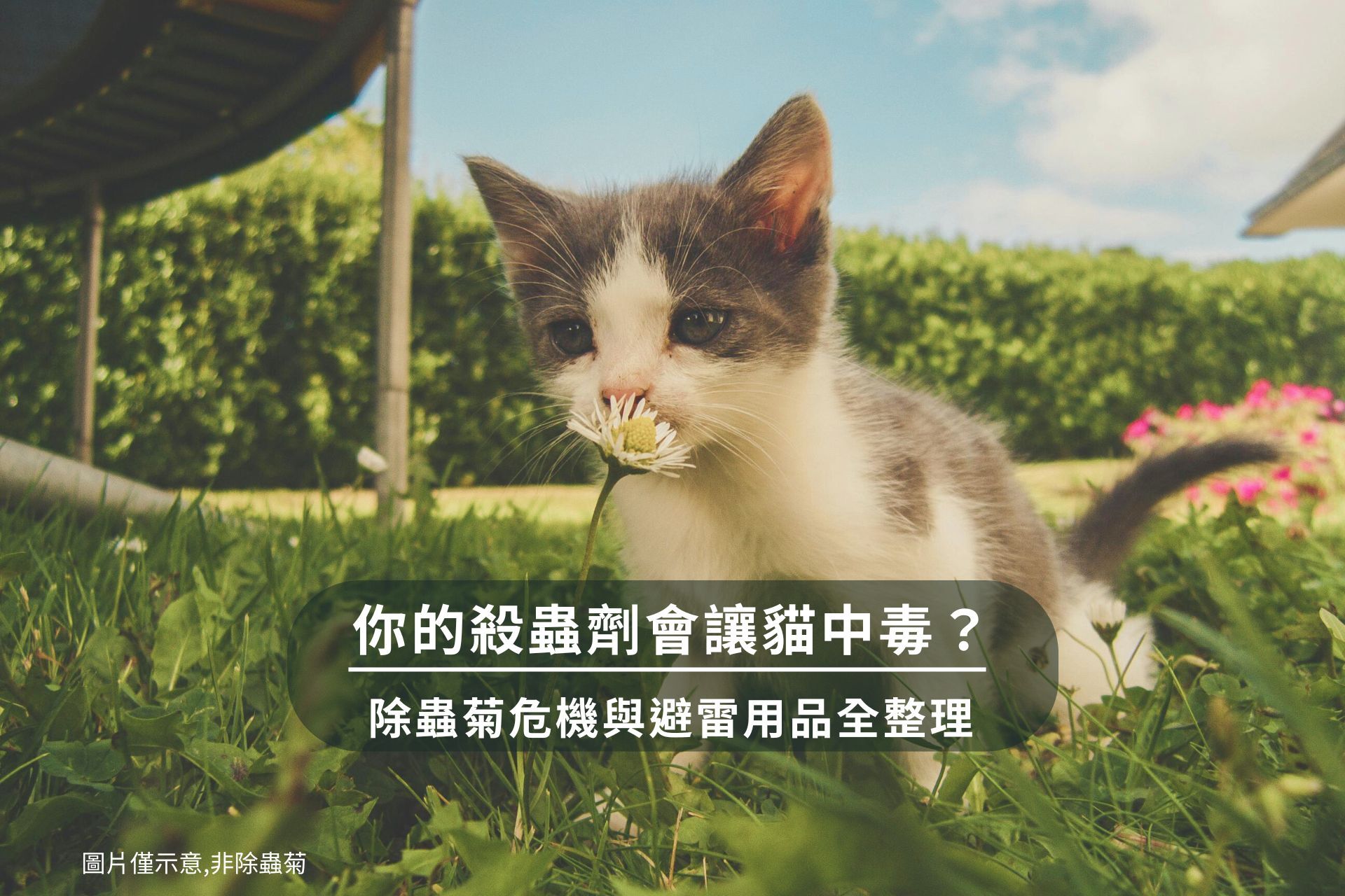 除蟲菊中毒懶人包一次看懂