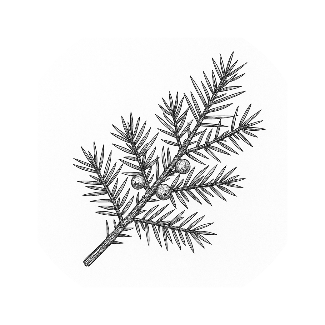 奧地利杜松枝精油