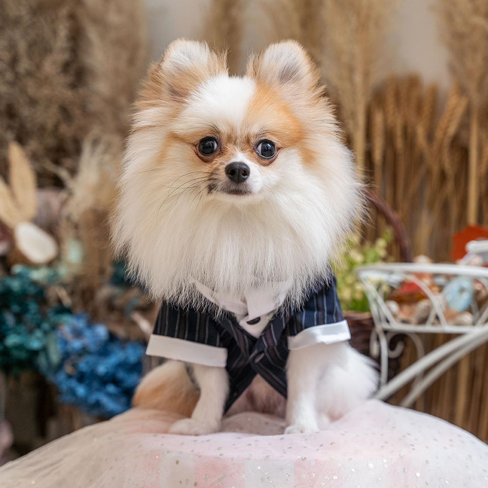 【XS~5XL】Dark Blue Striped Tailcoat Tuxedo