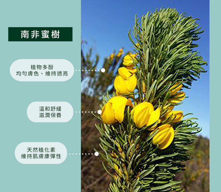 南非蜜樹