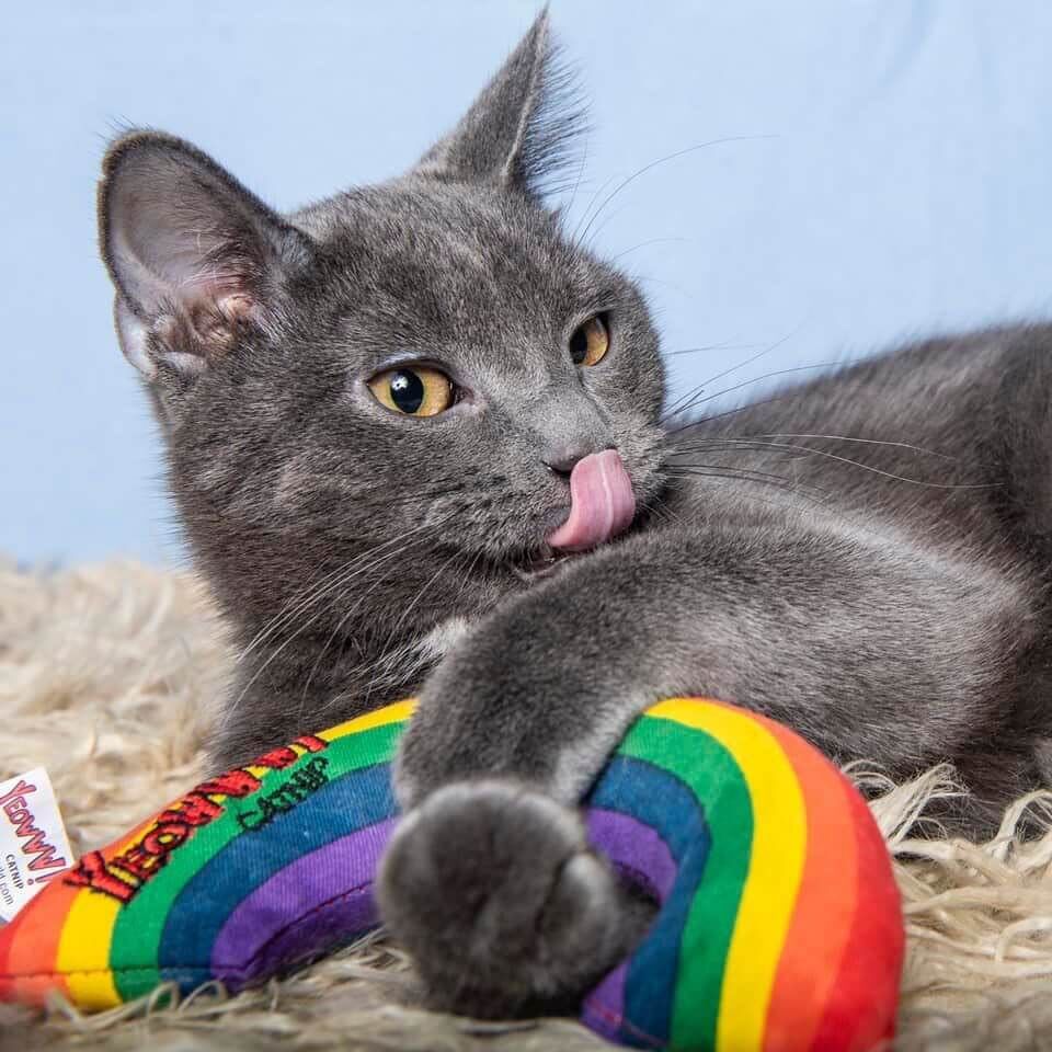 貓草玩具 | Yeowww 美國瘋狂貓