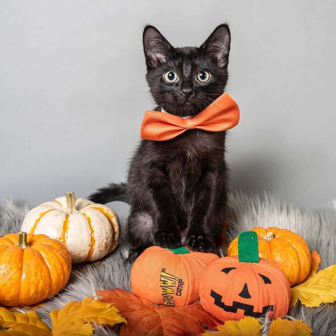 節慶貓草玩具 | Yeowww 美國瘋狂貓