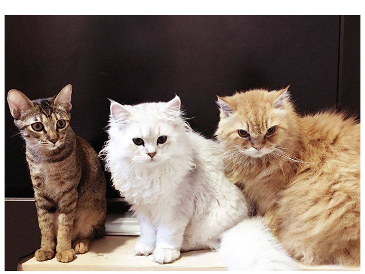 我的阿黃店長，今天我們來聊聊 貓咪這件事~