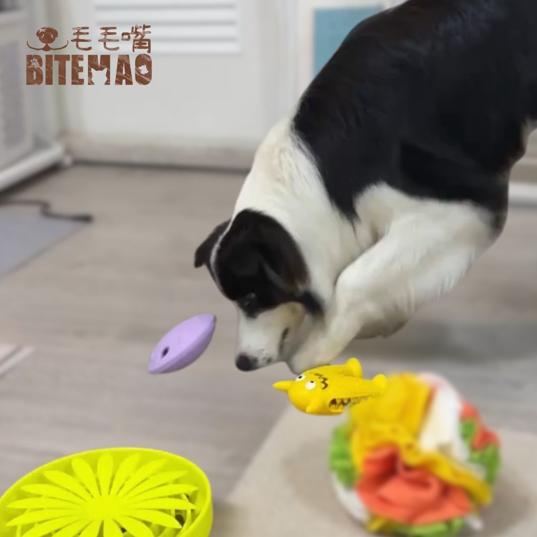 邊境牧羊犬 玩寵物漏食玩具 可以當飛盤的漏食玩具 毛毛嘴寵物玩具