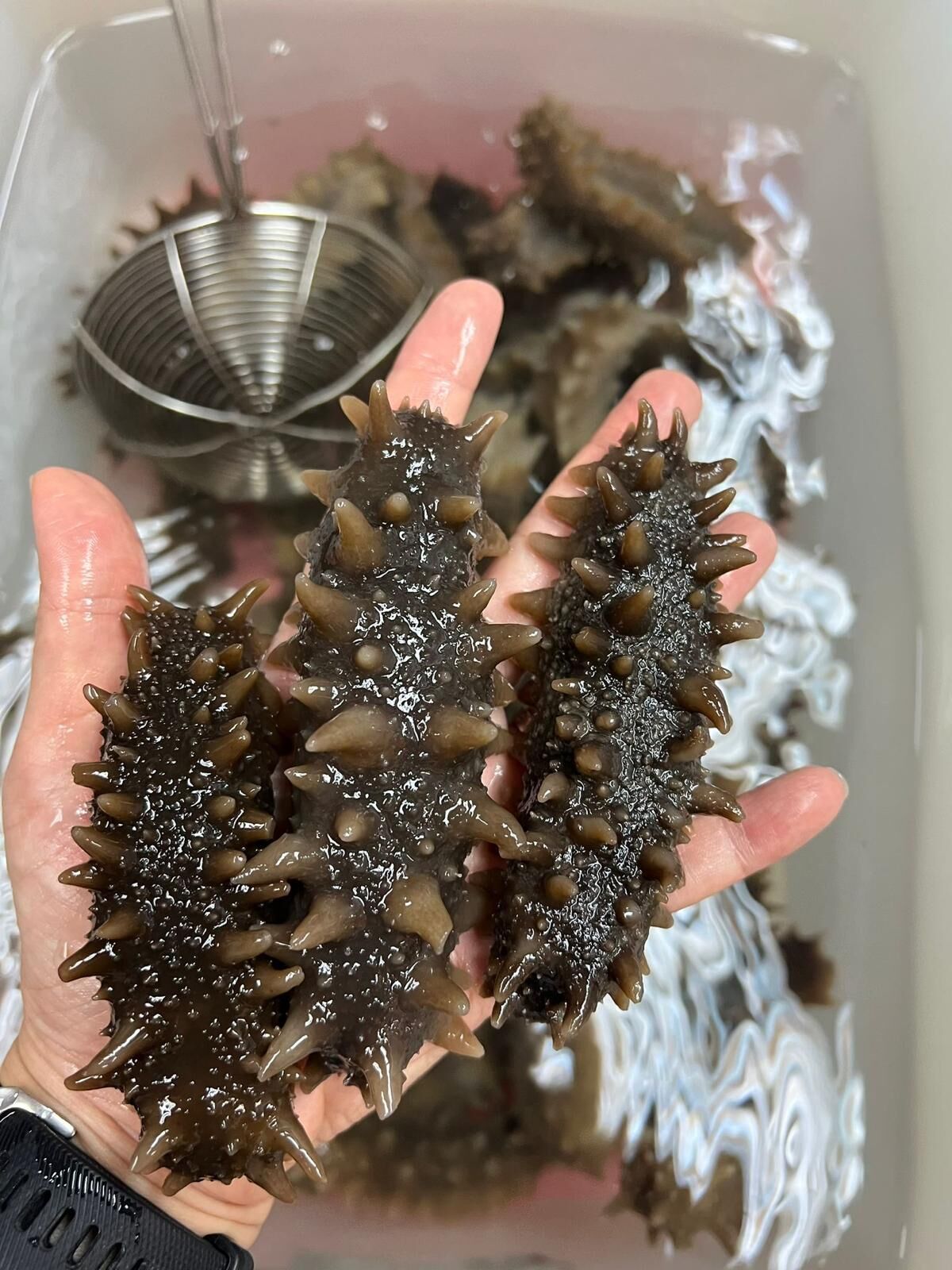 日本北海道遼參（自家浸發）（454 克，7-9 條）