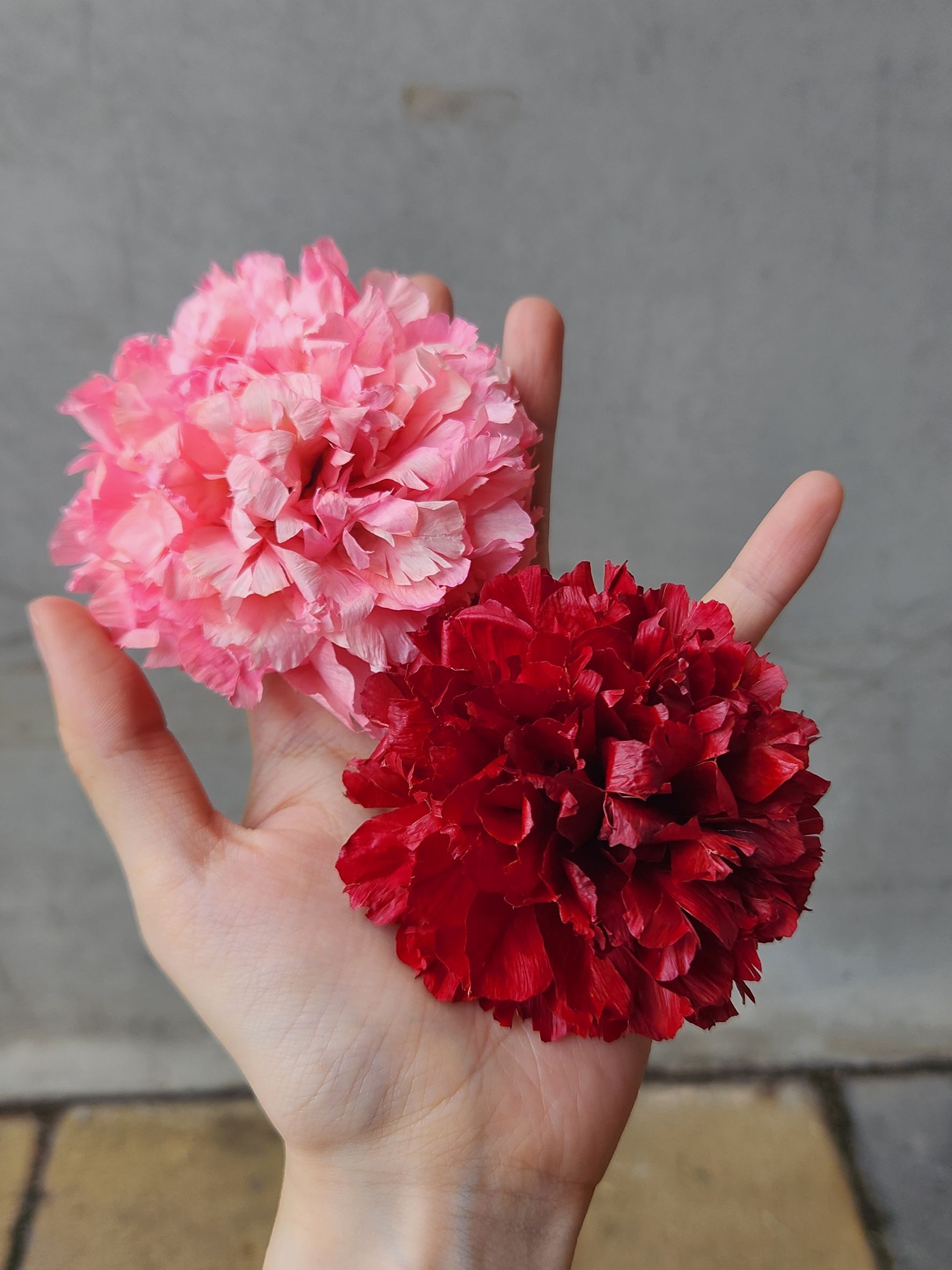 乾燥手工洛陽牡丹