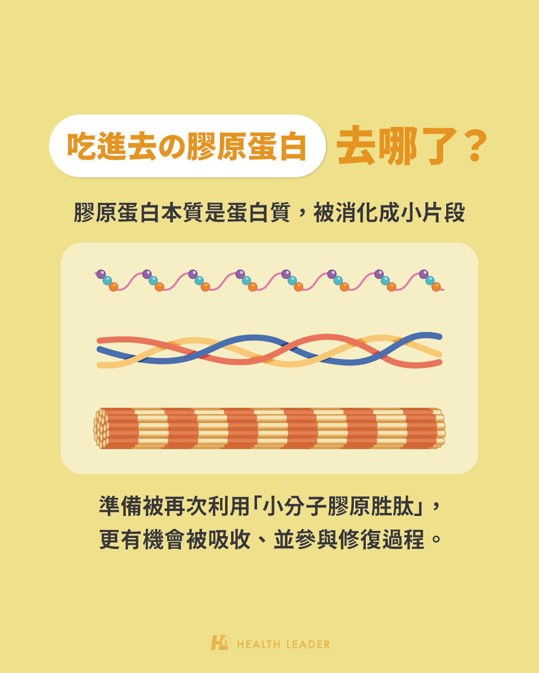 吃進去的膠原蛋白去哪了
