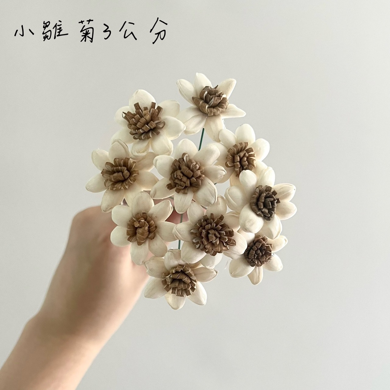 越南索拉花 小雛菊 3CM<十支一把>