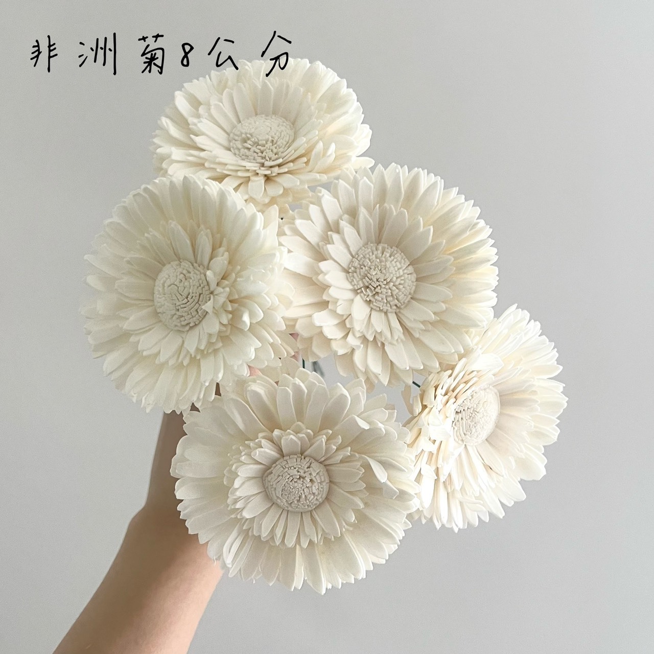 越南索拉花 非洲菊 8CM<五支一把>