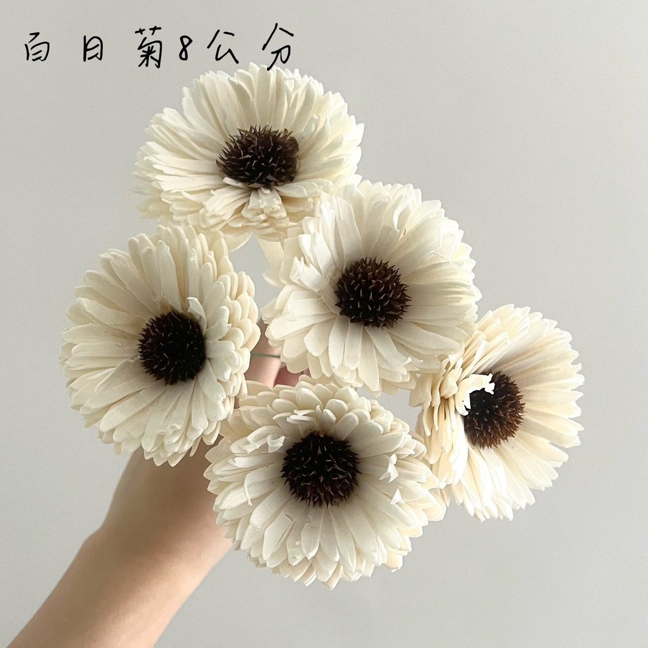 越南索拉花 百日菊 8CM <五支一把>