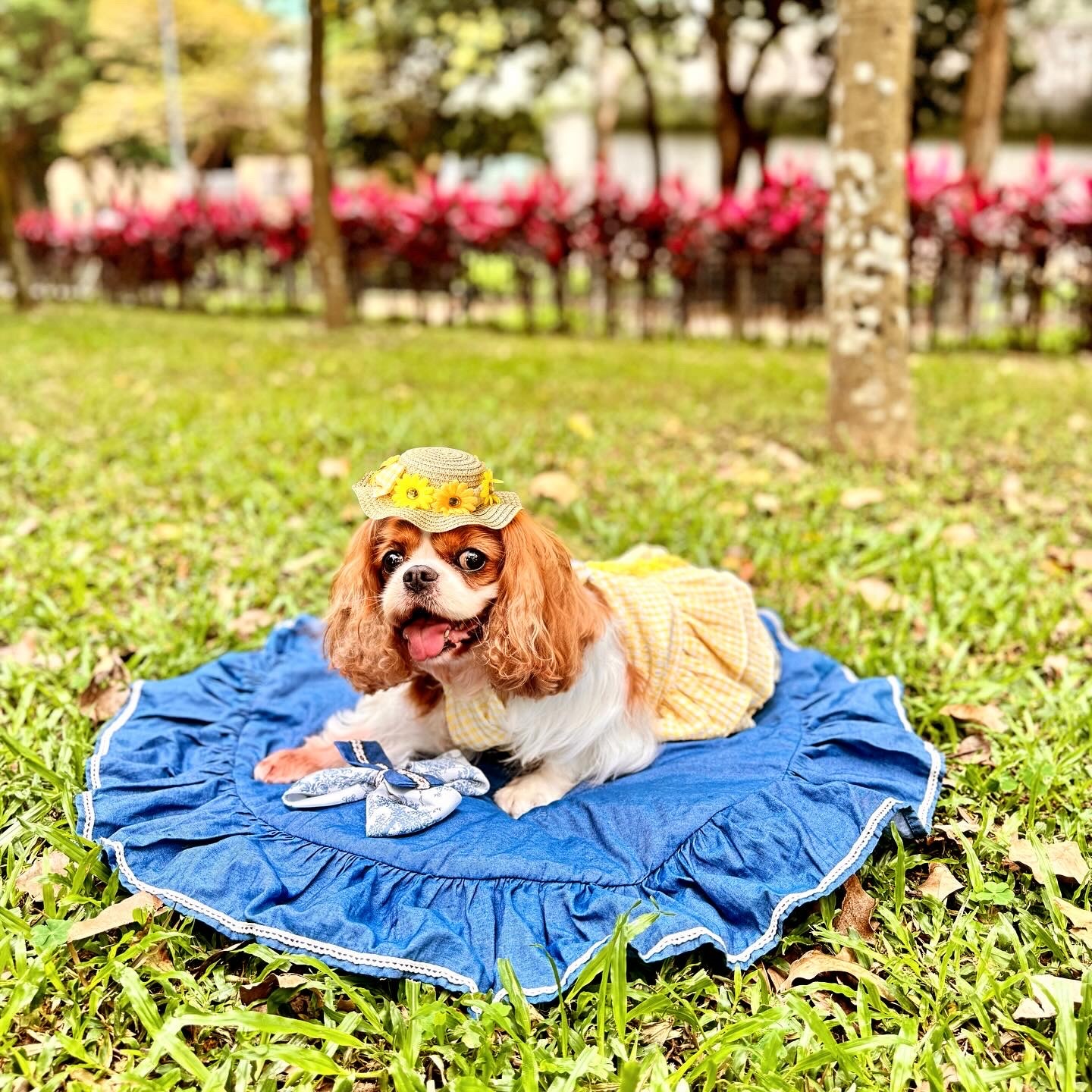 Yellow Layer Dress with hat