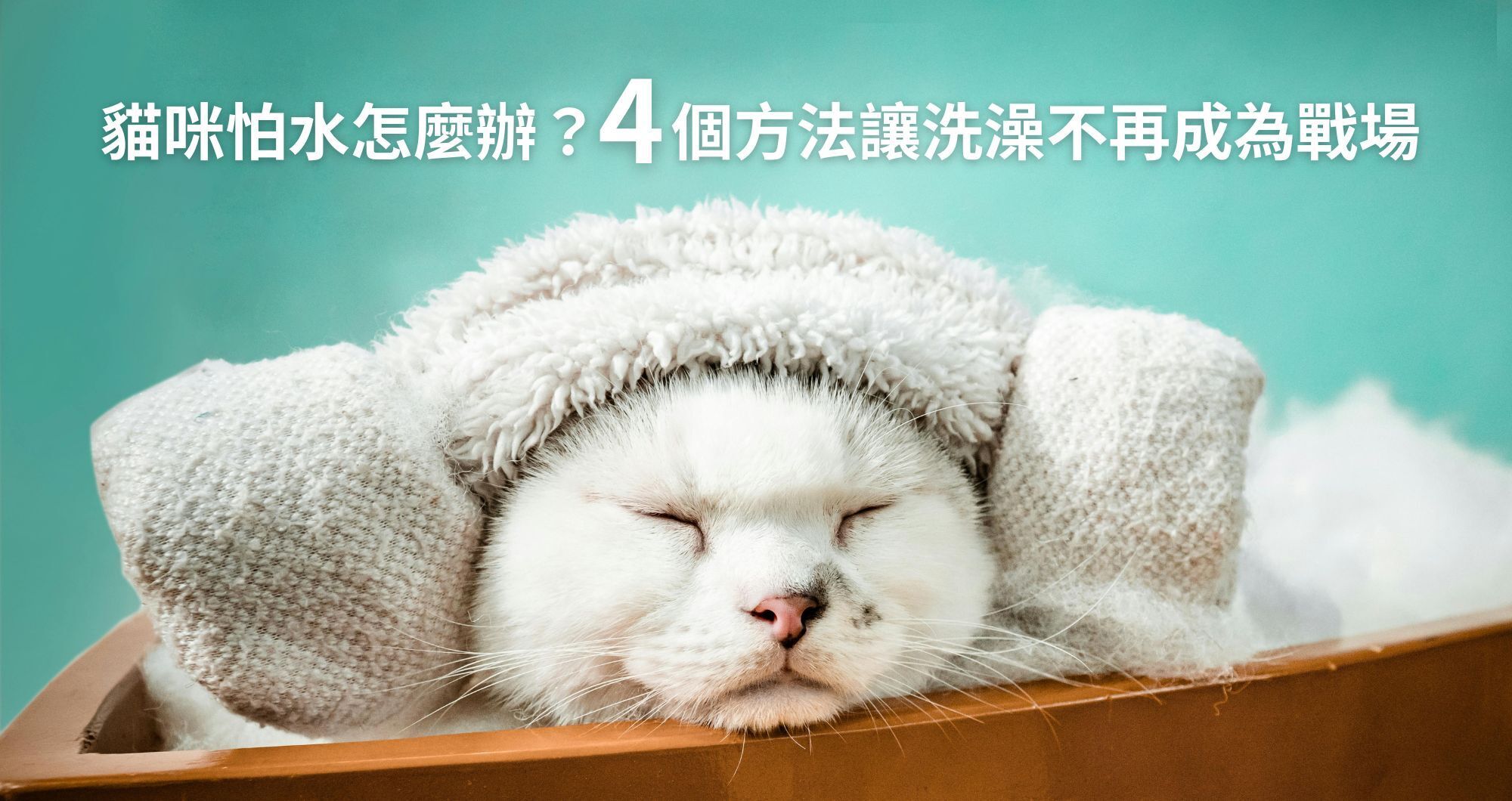 貓咪怕水怎麼辦？4 個方法讓洗澡不再成為戰場