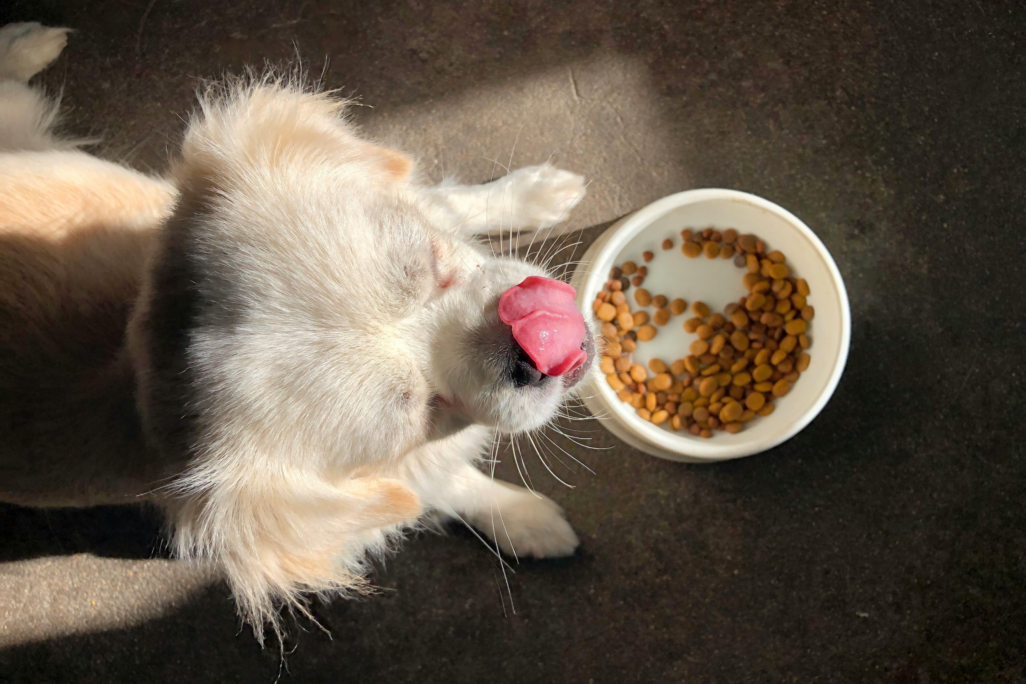 狗狗好好吃飼料的照片