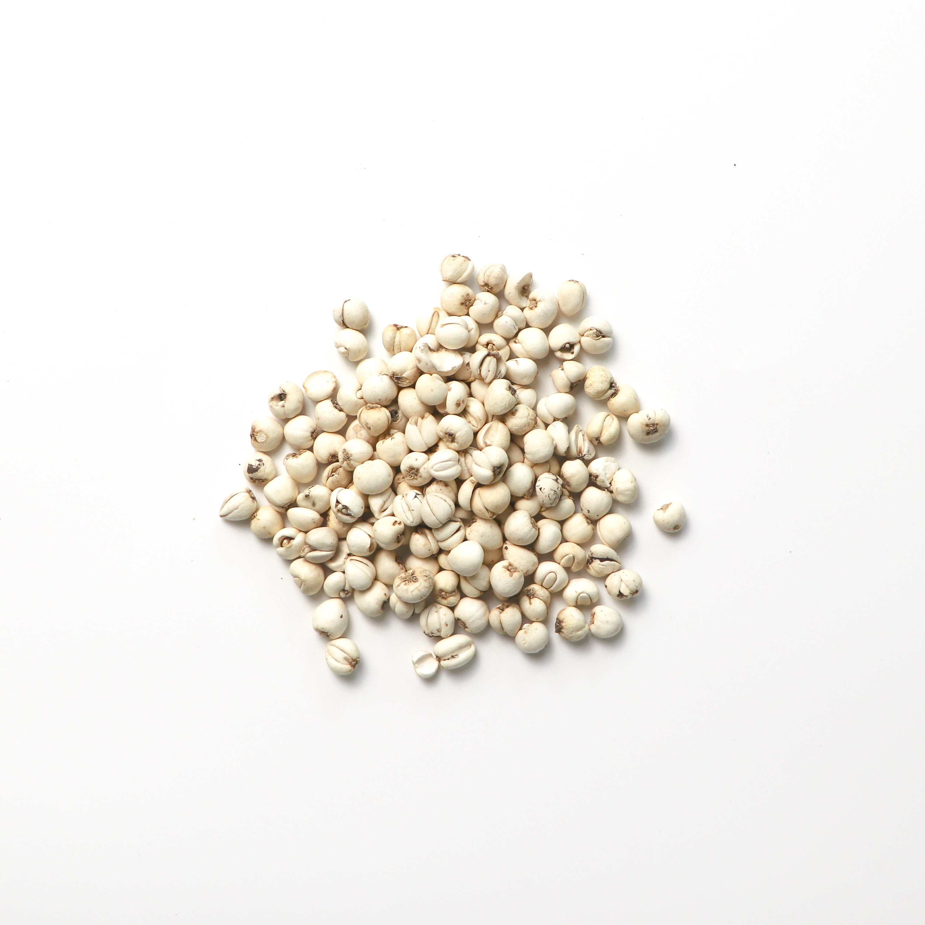 野生川貝, 川貝粒, 野生川貝粒