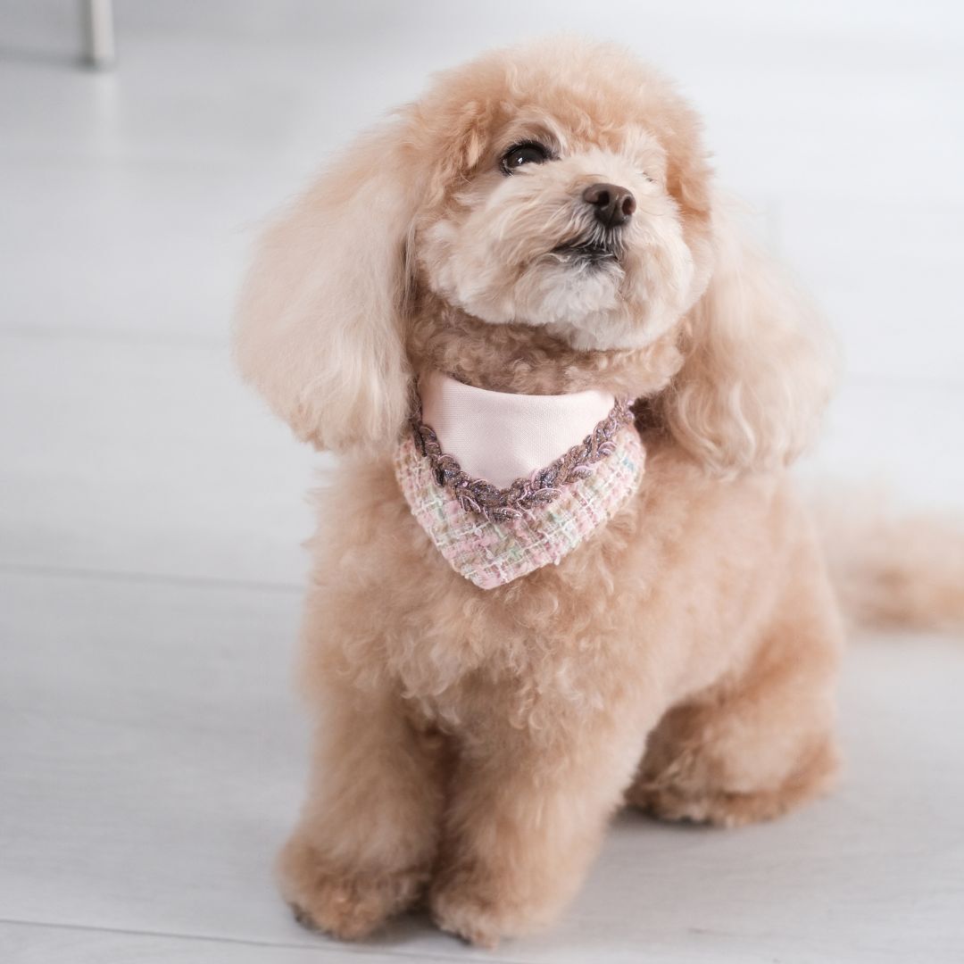 PuriPuri® 寵物領巾 - 星空棉花糖