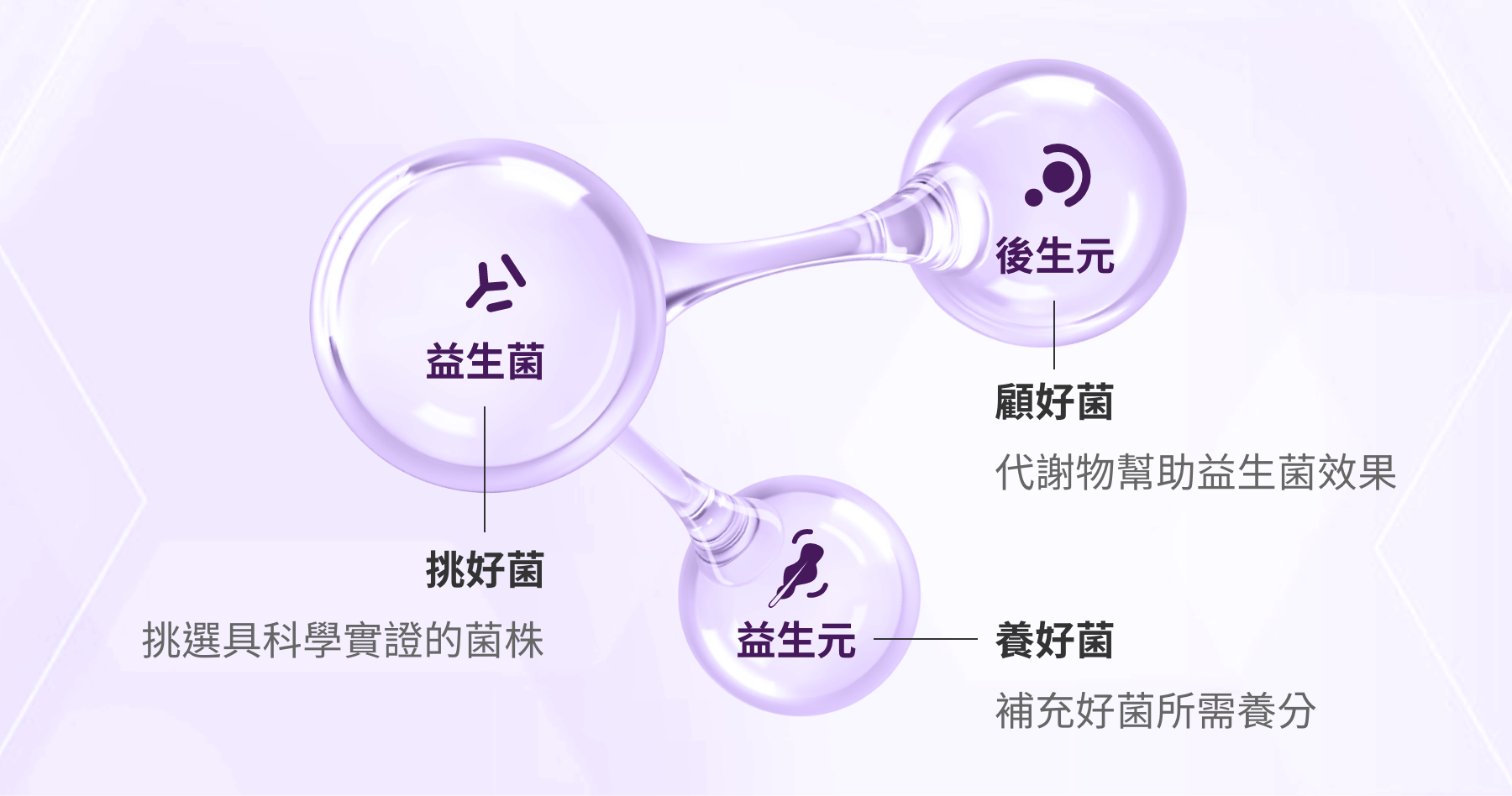 黃金三角配方:益生菌、益生元、後生元