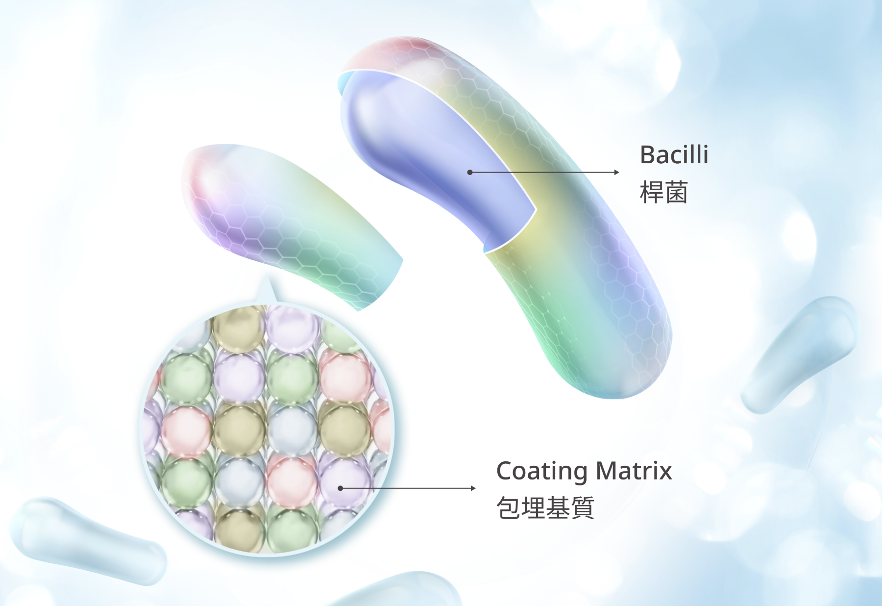 單層包埋經得起酸鹼考驗