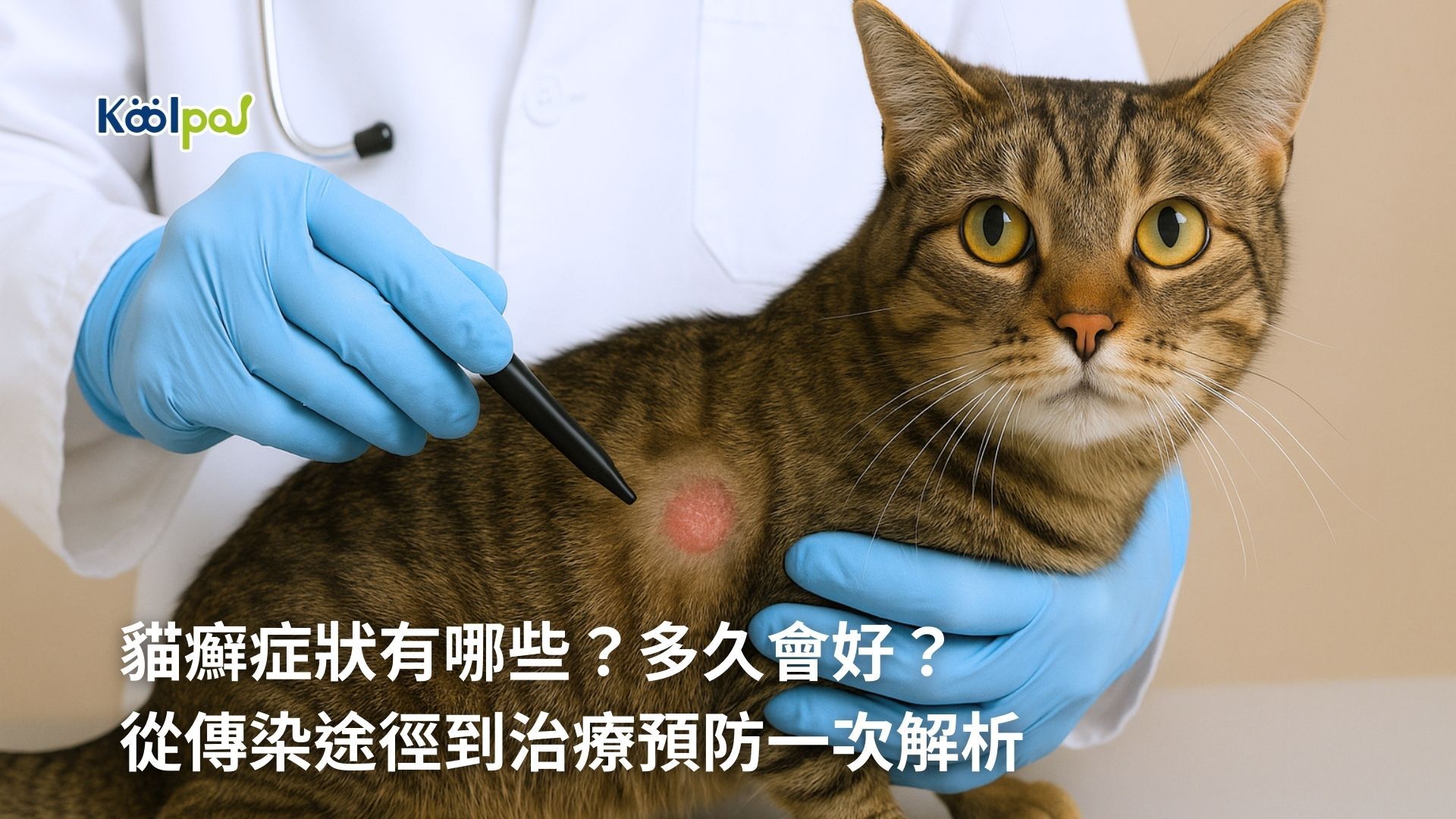 貓癬症狀有哪些、多久會好幫你一次解析