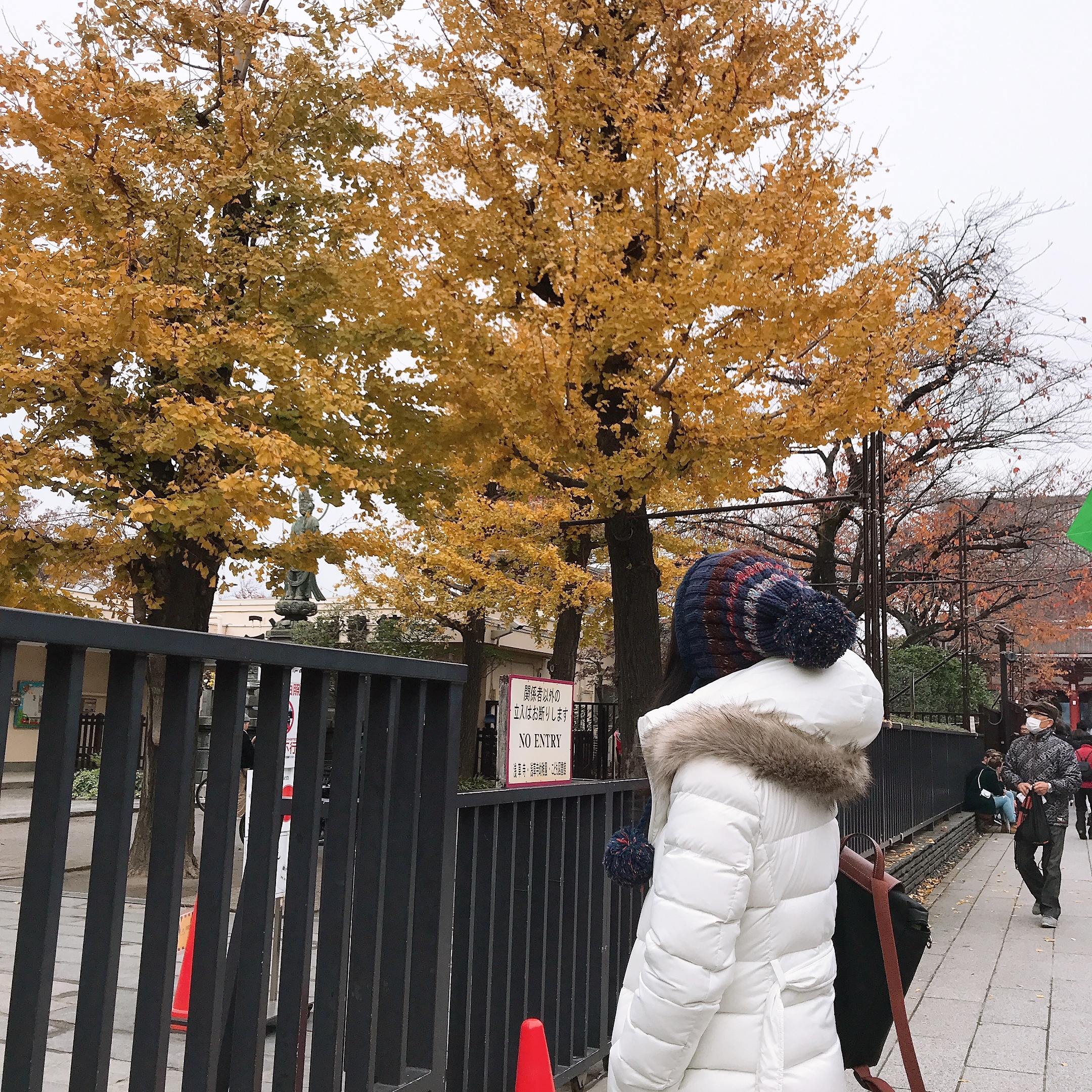 LUMOS｜喵的銀杏星星  明信片