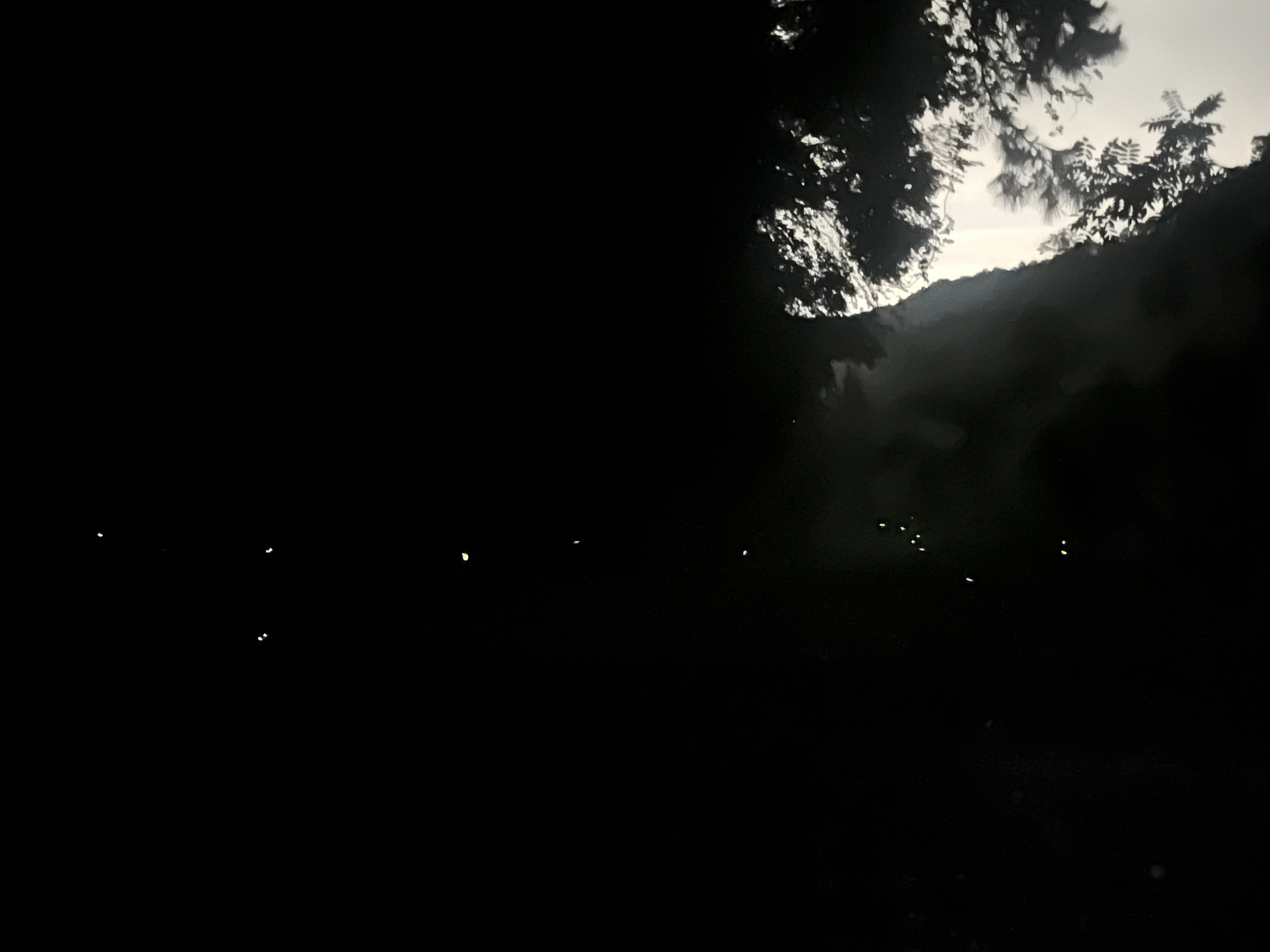 LUMOS｜喵的仲夏夜之夢  明信片