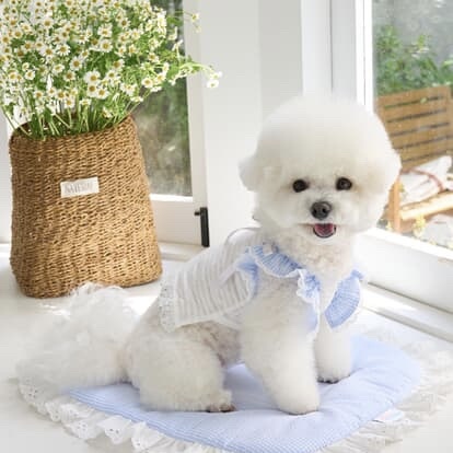 涼夏Irene荷葉蕾絲上衣-嬰兒藍- It’s sunny outside