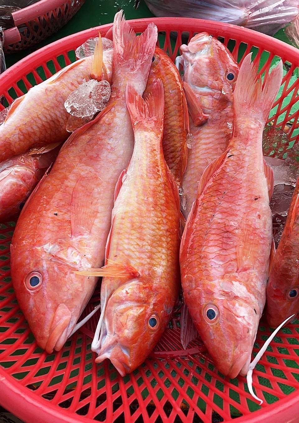 【秋姑】已三去