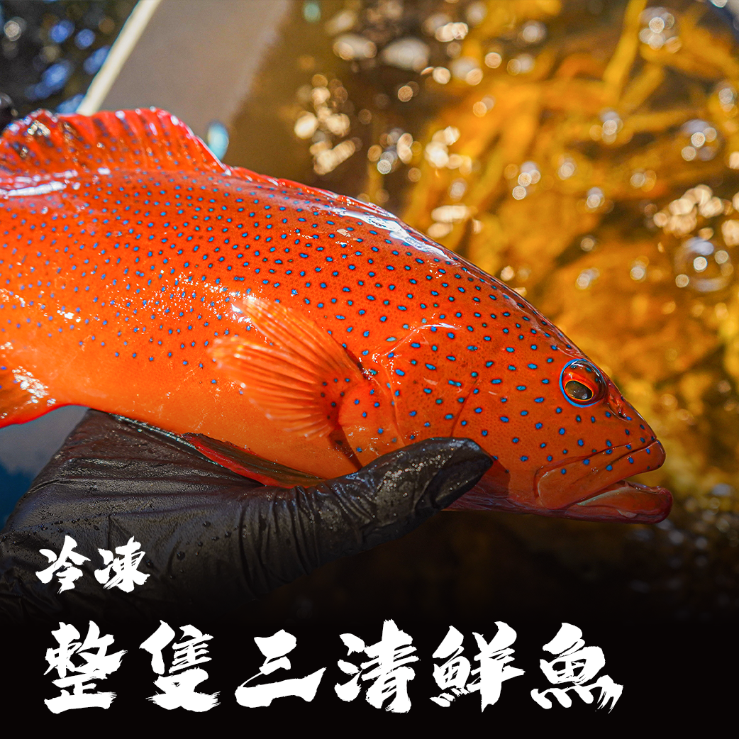 整隻三清鮮魚｜紅喉 / 喜知次 / 石雕 / 龍虎斑 / 橘斑