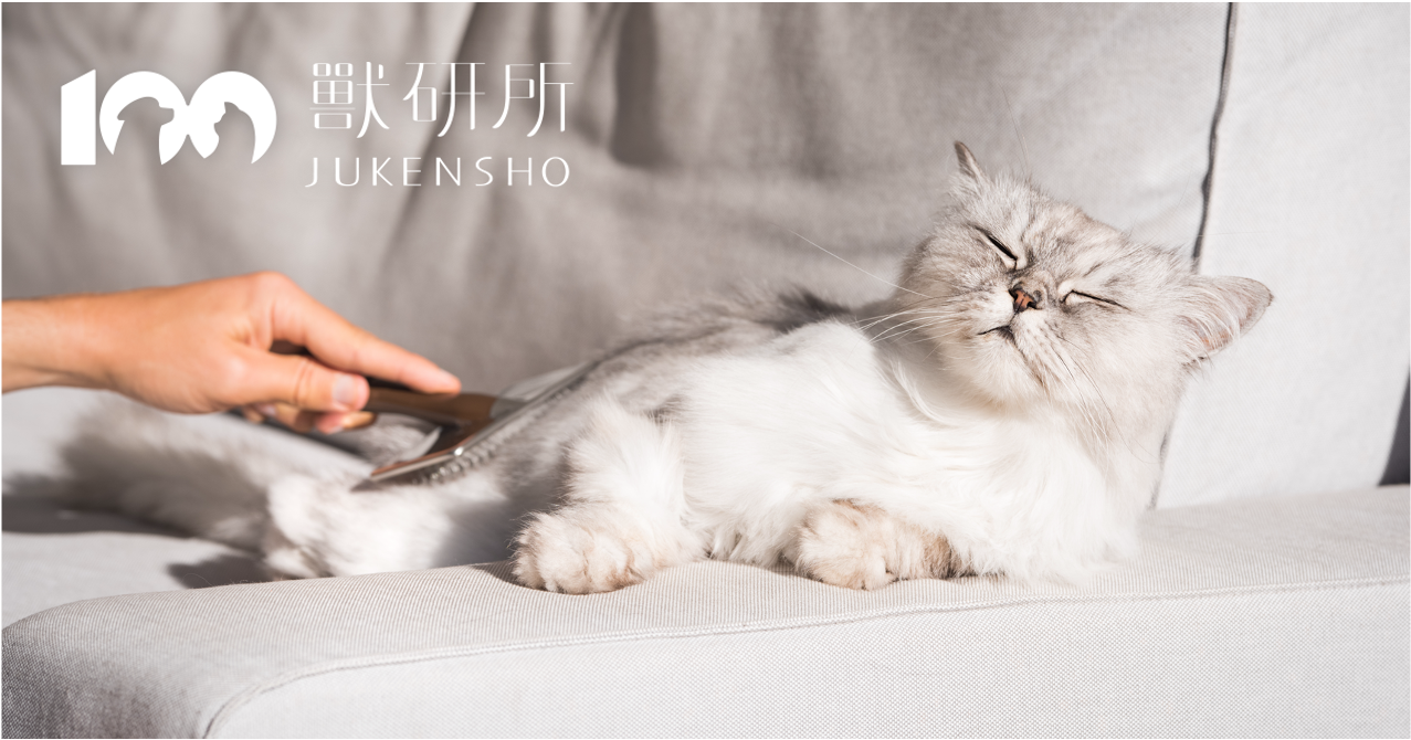 cat-brushing-hair