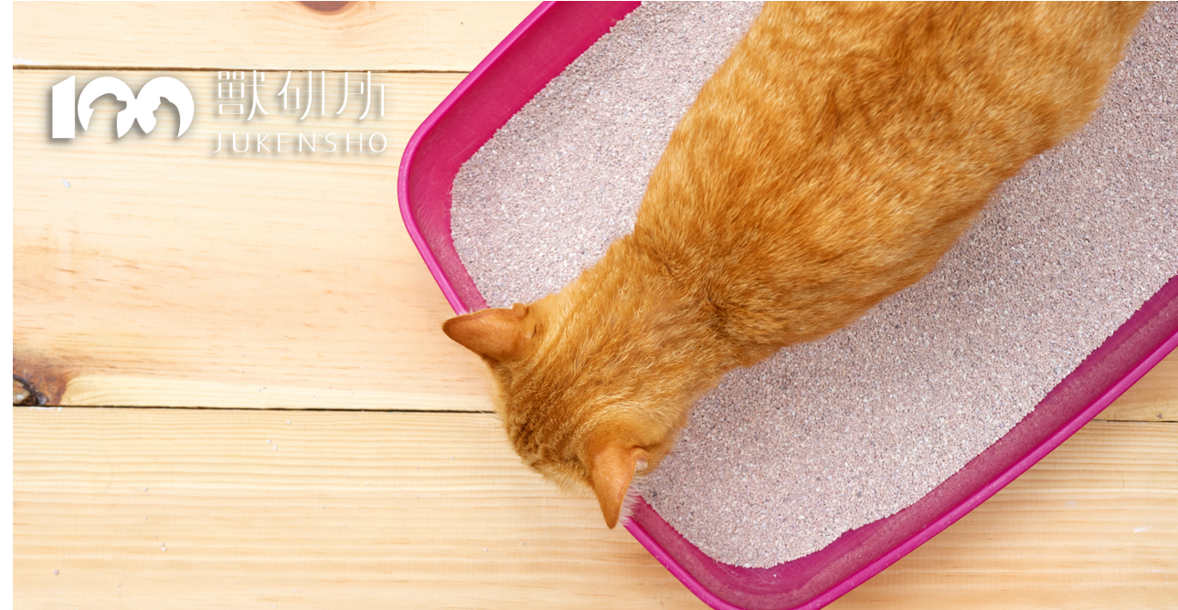 cat-in-litter-box