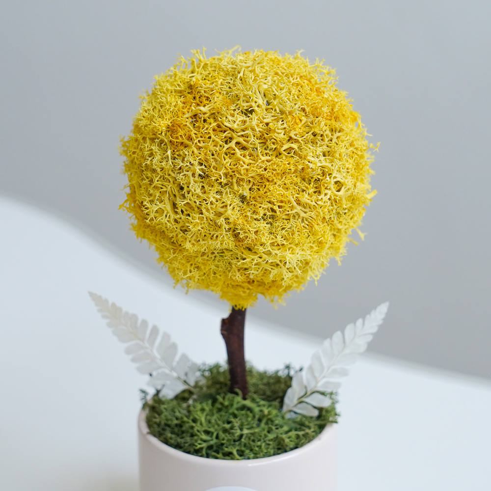 永生花小樹球黃色,黃色永生花樹球2