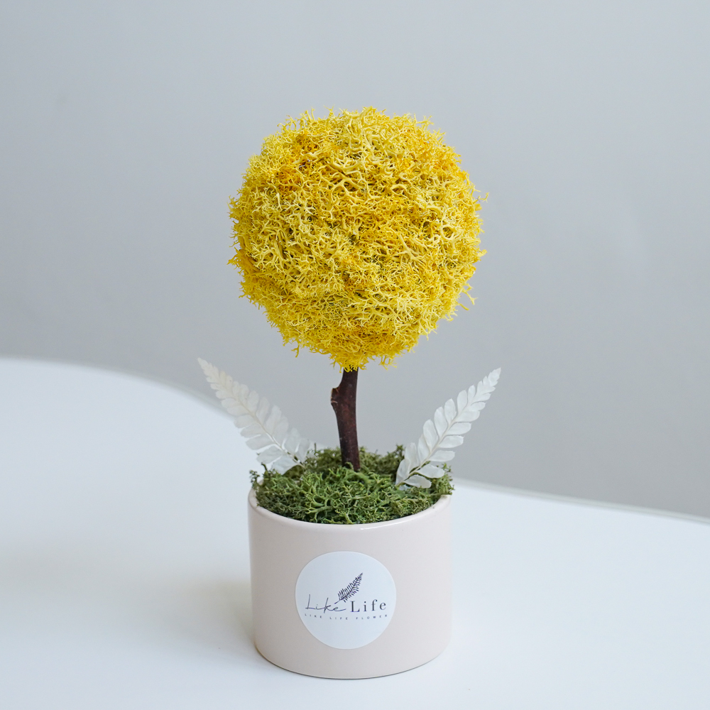永生花小樹球黃色,黃色永生花樹球