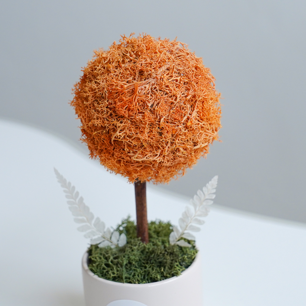 橘色小樹球,橘色樹球,永生花小樹球2